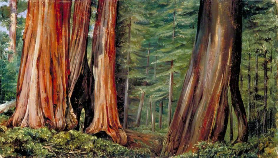 The Mariposa Grove of Big Trees, California - Marianne North